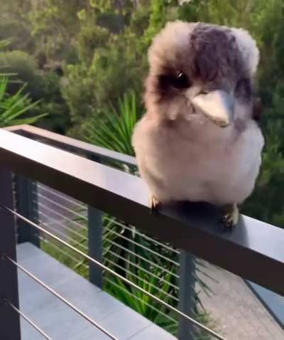 🔥 Adorable baby Kookaburra shows off its signature laugh
