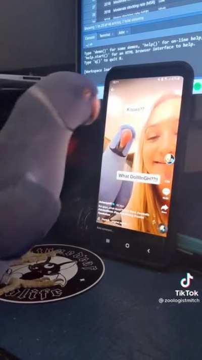 Spreading Birb Love: Day 12