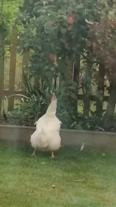 Perseverance Chicken