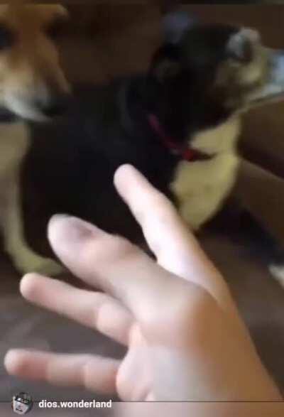 oh shit oh fuck he used [ZA HANDO] to erase his dog