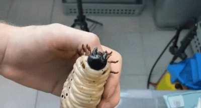 Timelapse of the lifecycle of a Hercules Beetle.