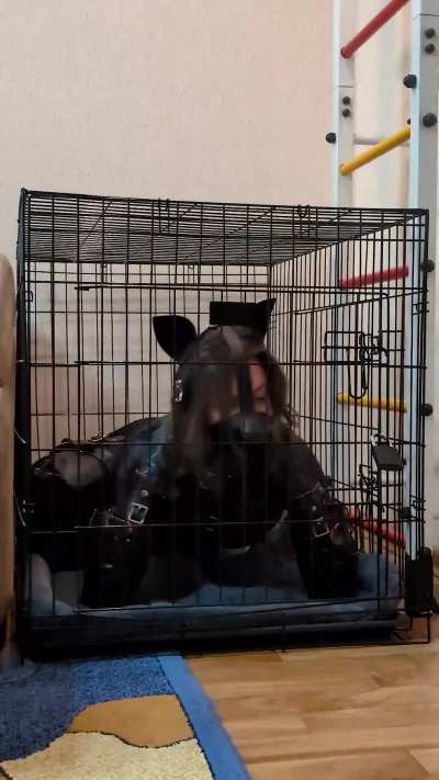 Puppygirl locked in her crate, lying there bored and waiting for her owner to let her out 🐾