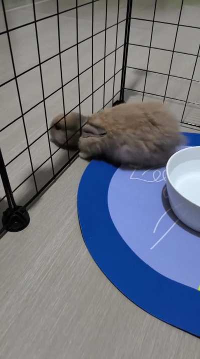 Bunny is a liquid too???