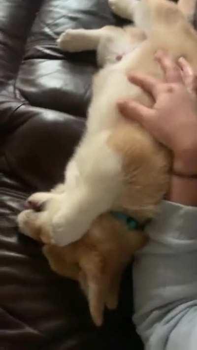 His legs always look so short when he lays down