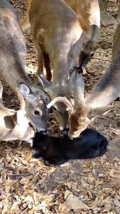 When the prey gets hungry... 