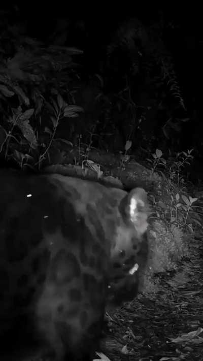 A melanistic jaguar checks out a camera trap in the Costa Rican highlands.