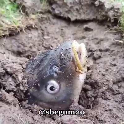 Halal oral sex fish😳😳😳🗿Subhanallah😋😋🤔👺🕋🕋