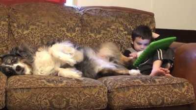 Who needs a stylus when you have a paw?