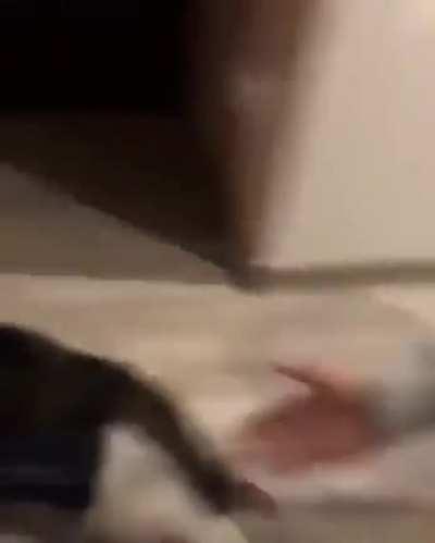 😺: Who said hooman bullying me? I want more! 😼