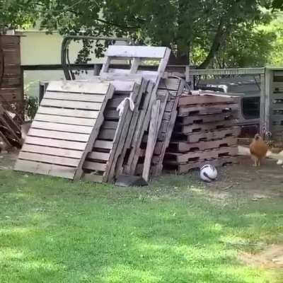 Best game of chase I've ever seen