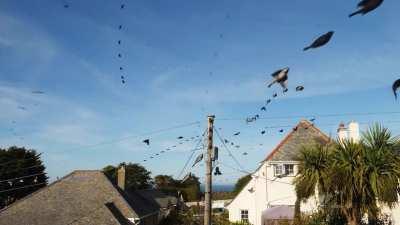 🔥 Time-lapse of Birds outside house just being lit...