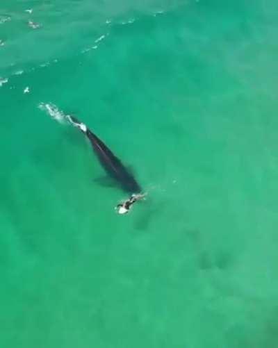 Surfing whale bro