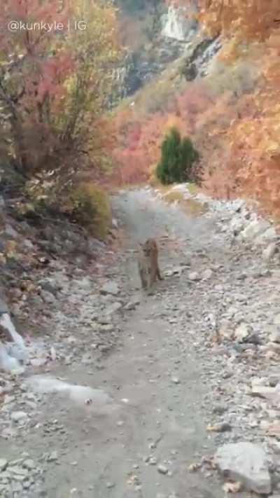 Cougar stalks man for 6 minutes during run