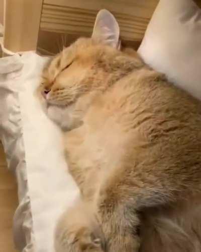 sleeping is my job everyday