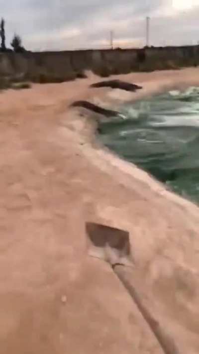 Shovel knight, the slayer of alligators 