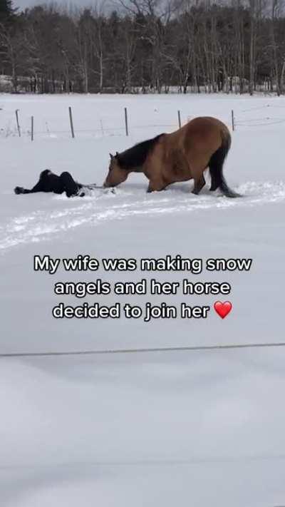 snow horses