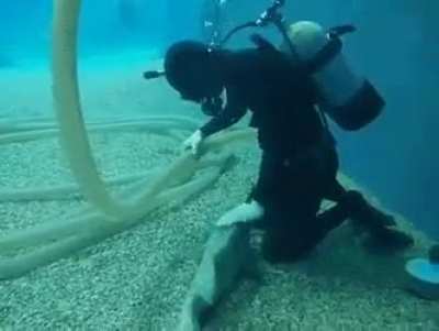 Карп-любовник. Сиквел.