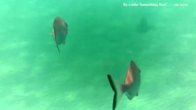 Brief Encounters – Feed the Fish