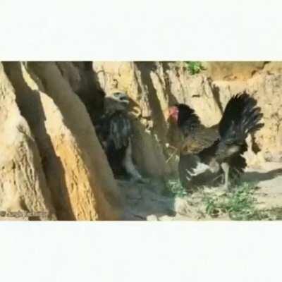 The Hawks face at the end