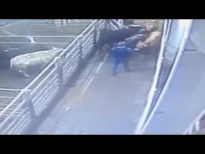 Bull shows Bully what a real kick is