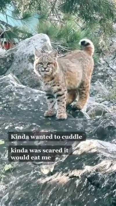 That little tail wag though