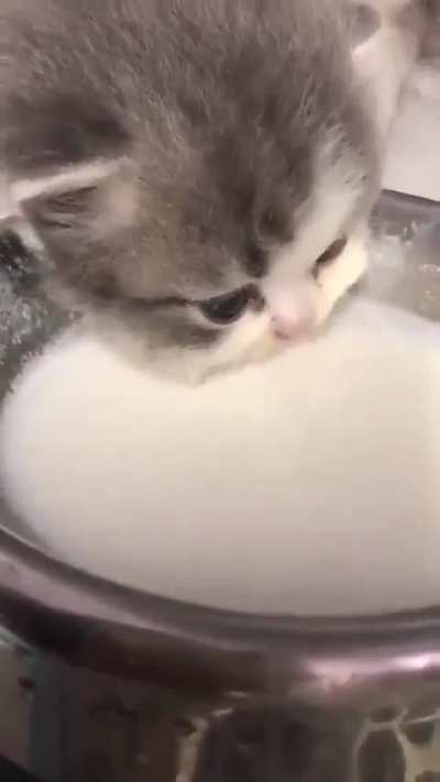 His first lesson to drink milk from the bowl