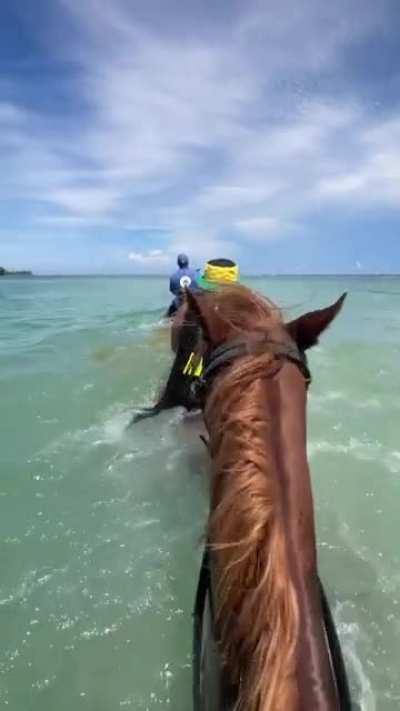 Not the honeymoon activity they were hoping for