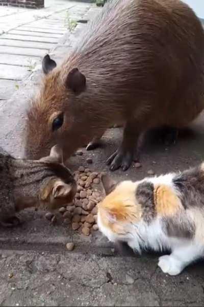 Le decimos a Pincho que es adoptado o lo dejamos que sea feliz?