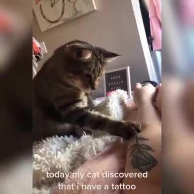 When a cat sees your tattoo for the first time.