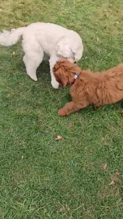 You spin my head right round, right round