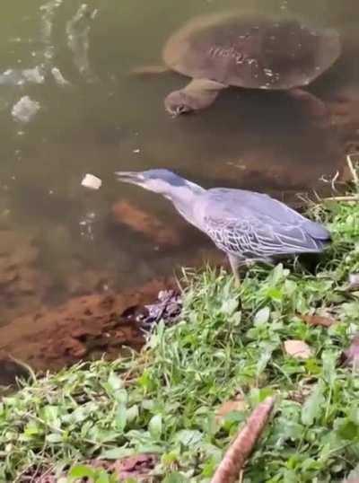 🔥 Green heron using a piece of bread to lure fish