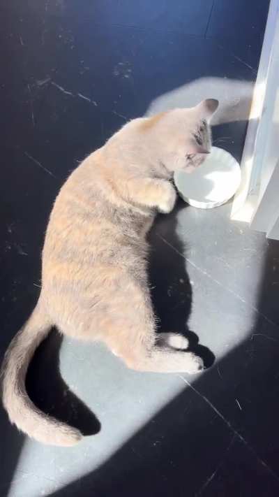 A solar powered belly trap