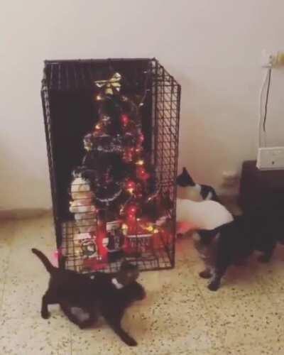 Meowy Christmas