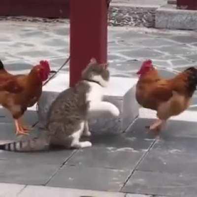 Cat slaps rooster