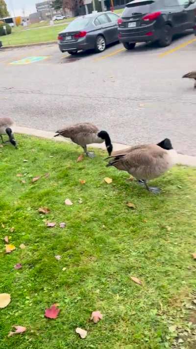 Out here with the gang of cobra chickens