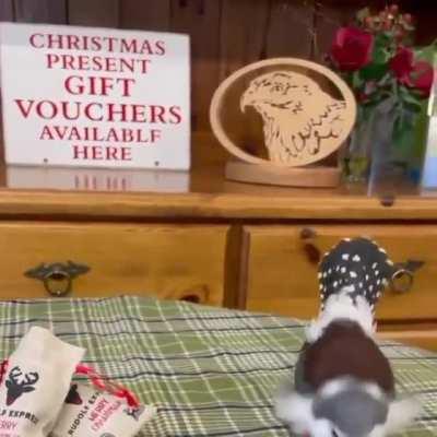 Красивый птиц