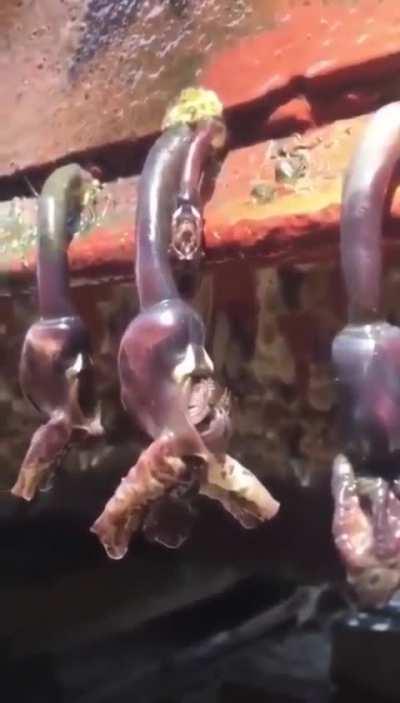 Apoliptico stalious diablos the end of the world