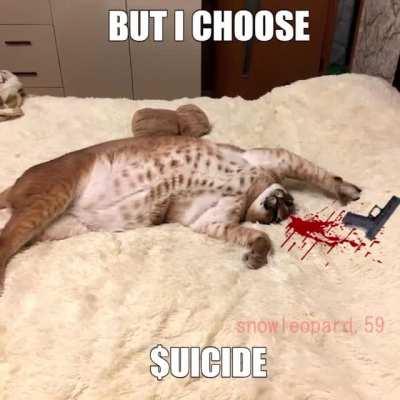 the Floppa vs Bingus war continues to this day