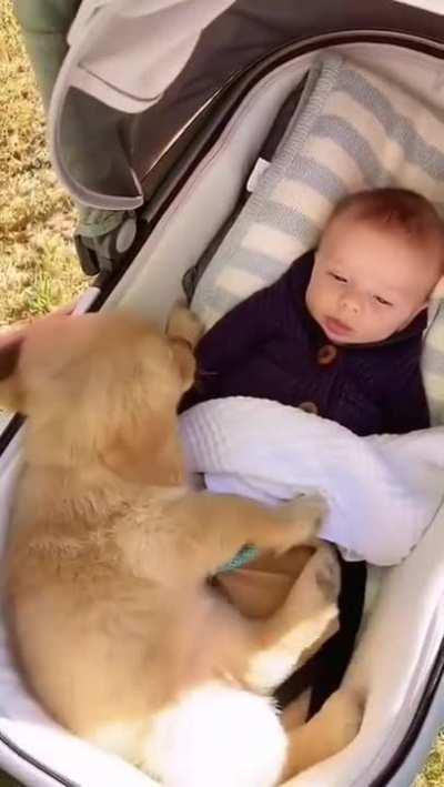 A little defender is growing up