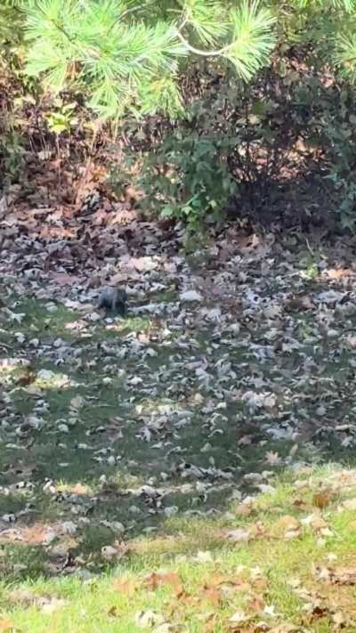 What do you think happened to this guys tail