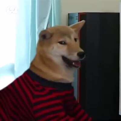 I feel the dog’s pain