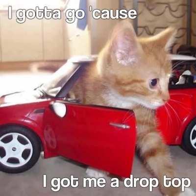 It Was A Good Day by Ice Cube but with cute cats