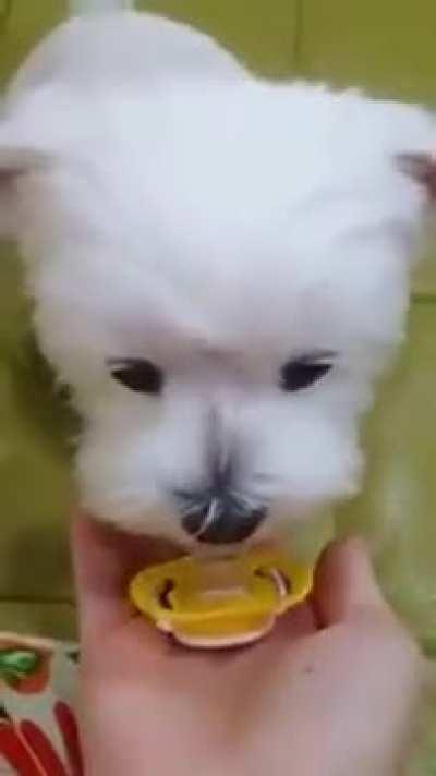 I can now dìe happy