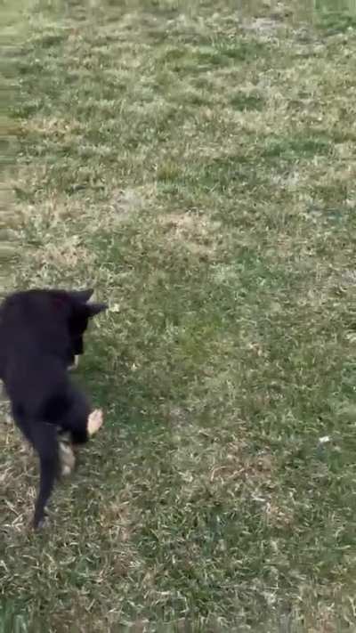 My 10.5y Golden and 2mo GSD met last week ❤️