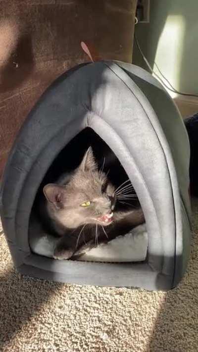 You guys seemed to like our old man Zeke! It’s been a month since we brought him home, so to celebrate, here’s some more chirps!