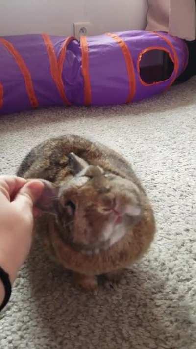 When Oreo can't itch her ear on her own she demands my help, I finally caught it on camera and I can't stop giggling 🤣