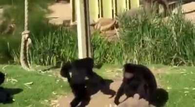 El chat de Orson cuando dice CUM