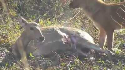 Chital Deer getting eaten alive by a Dhole