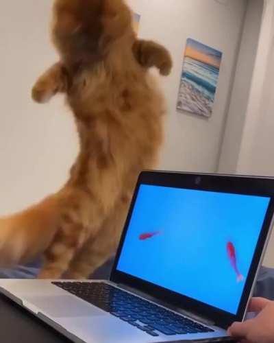 The files in the folder “Apex Predator” are corrupted and cannot be read. Would you like to download them? Y/N__