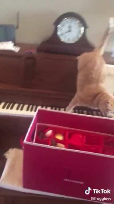 Cat tries to get off a piano and accidentally makes music as well!
